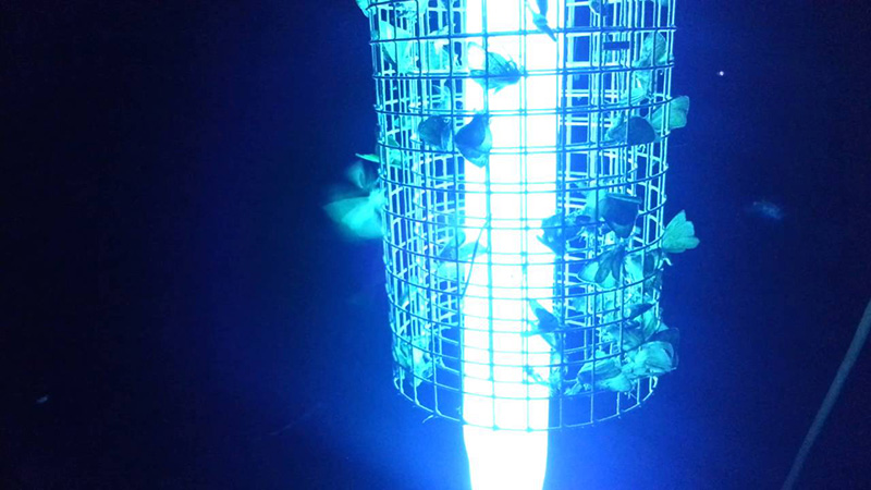 Image result for bug zapper